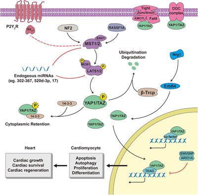 Molecular Mechanism of Hippo–YAP1/TAZ Pathway in Heart Development, Disease, and Regeneration